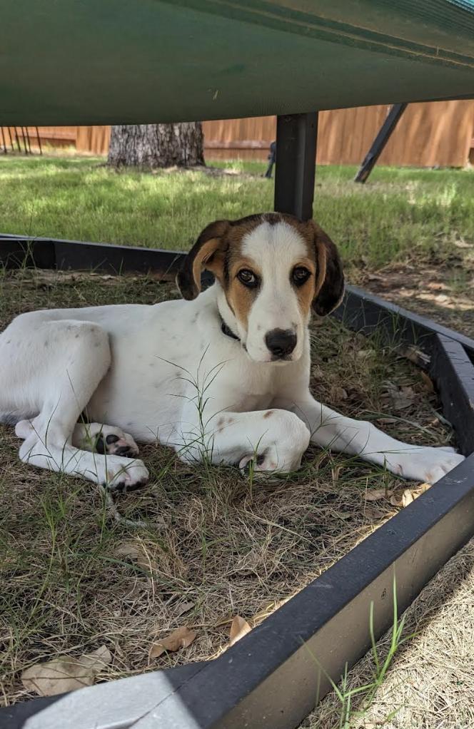 Enlarge JJ, a Adoptable mixed breed in Ft Collins , CO image 3/6