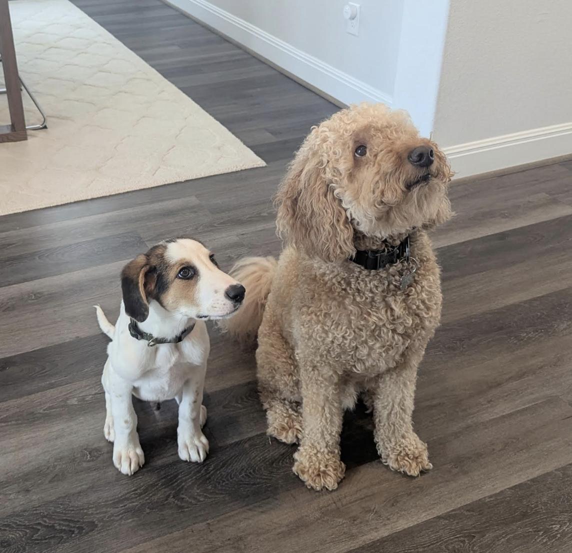 Enlarge JJ, a Adoptable mixed breed in Ft Collins , CO image 2/6