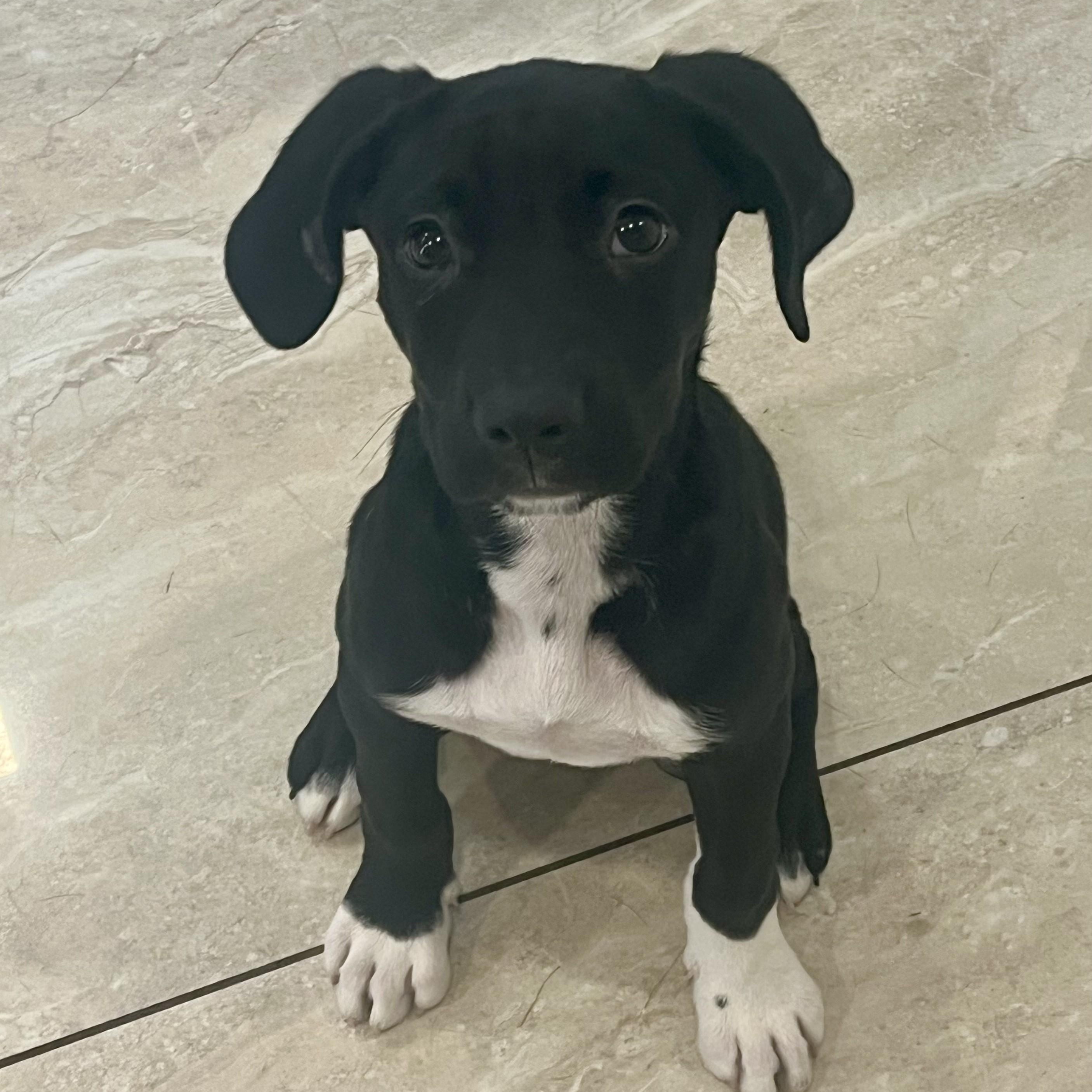 Ronaldo, a ADOPTABLE mixed breed in Abington, PA image 2/3