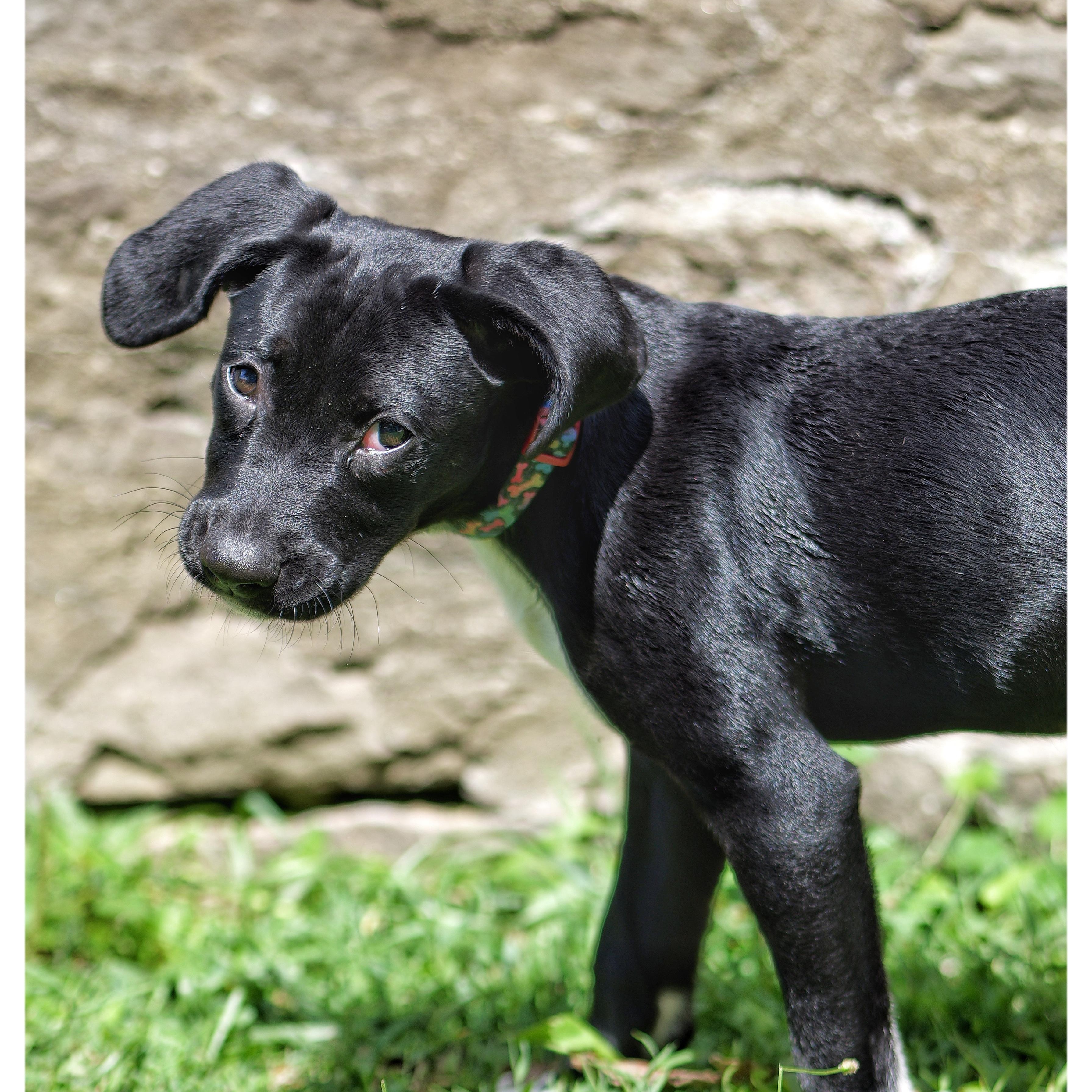 Ronaldo, a ADOPTABLE mixed breed in Abington, PA image 3/3
