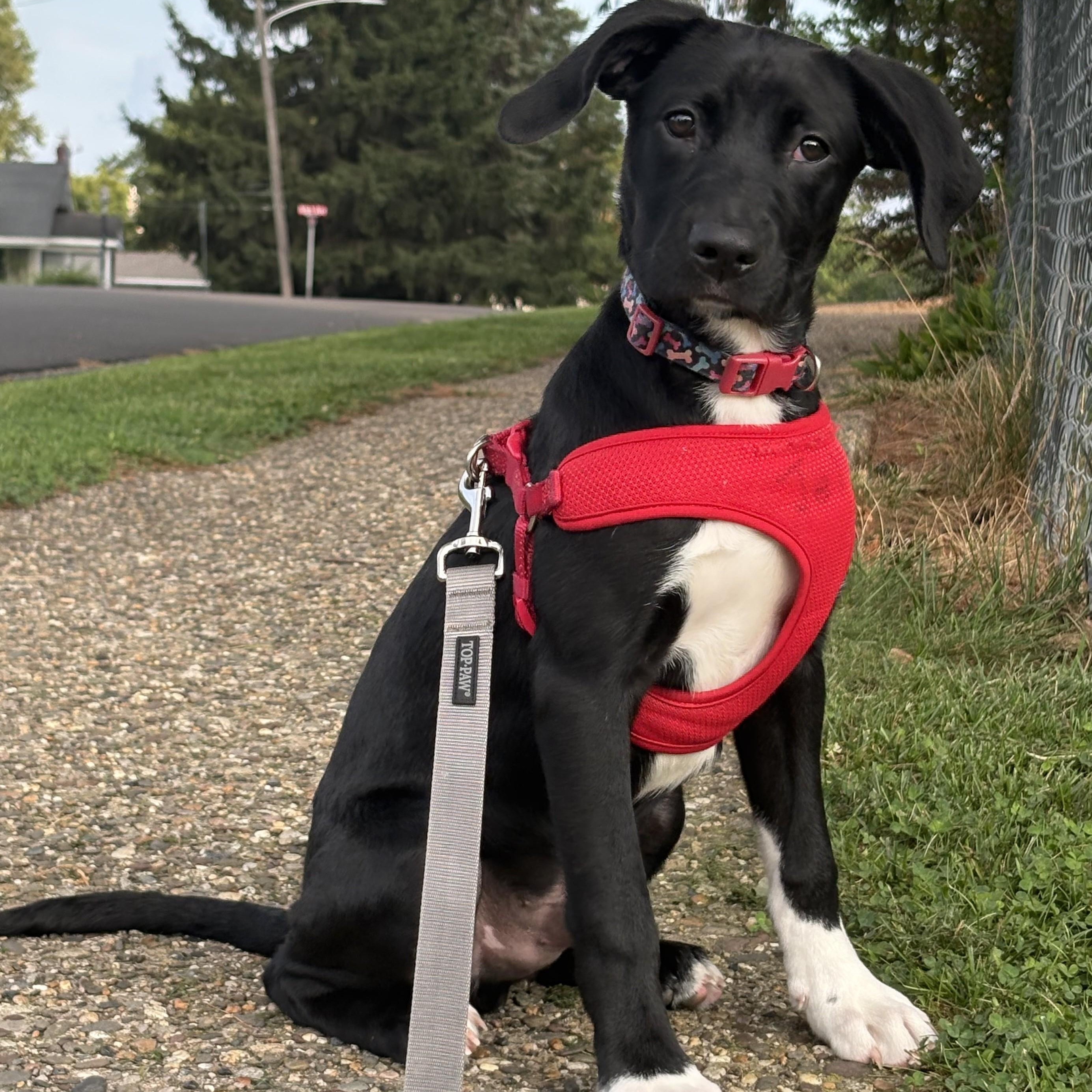 Ronaldo, ADOPTABLE, Young Male Labrador Retriever.