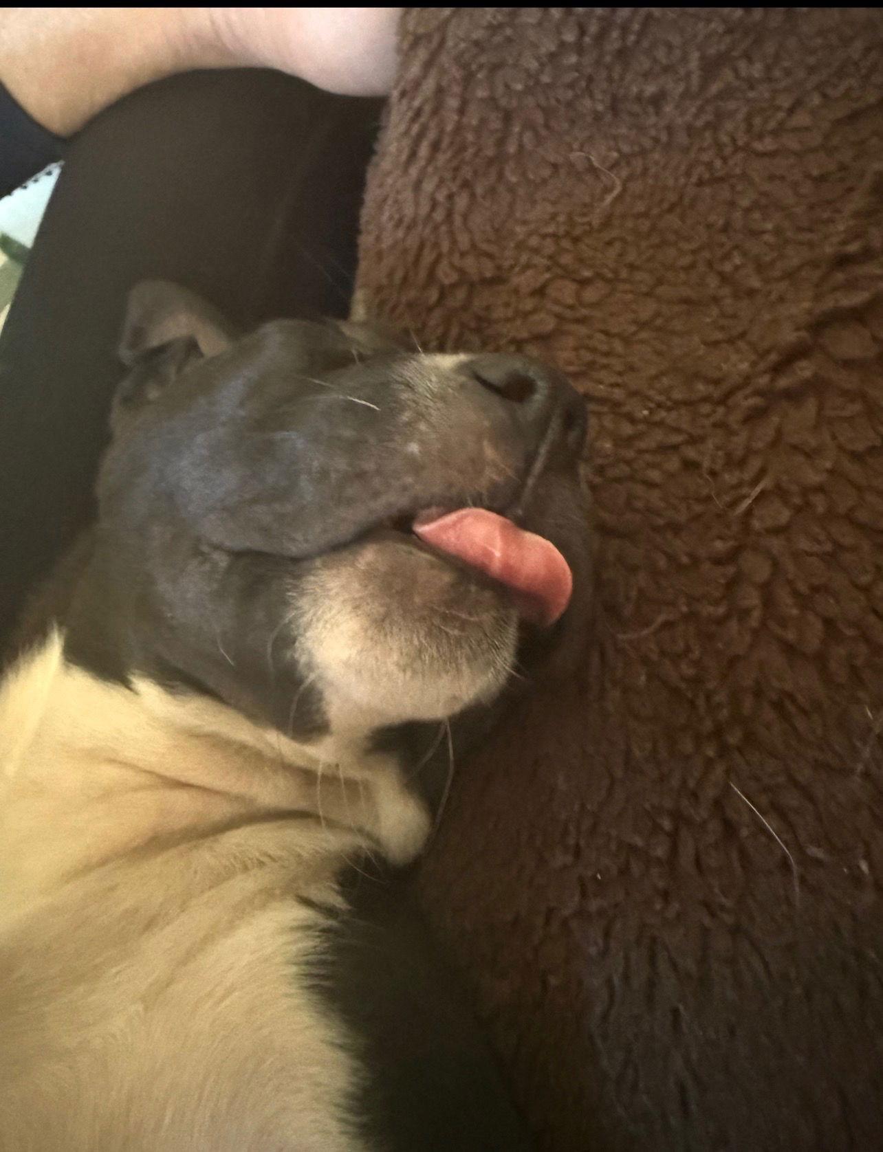 Enlarge Missi, a Adopted mixed breed in Winter Park, FL image 2/2