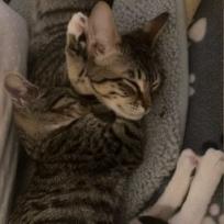 Xander — thumbnail 3