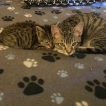 Xander — thumbnail 4