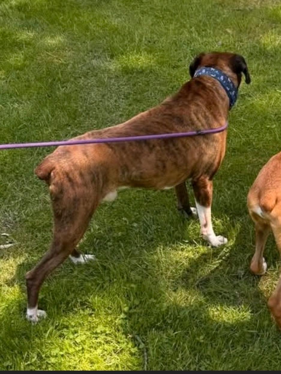 Bugsy-boxer, a ADOPTABLE Boxer in Hamburg, NY image 4/6