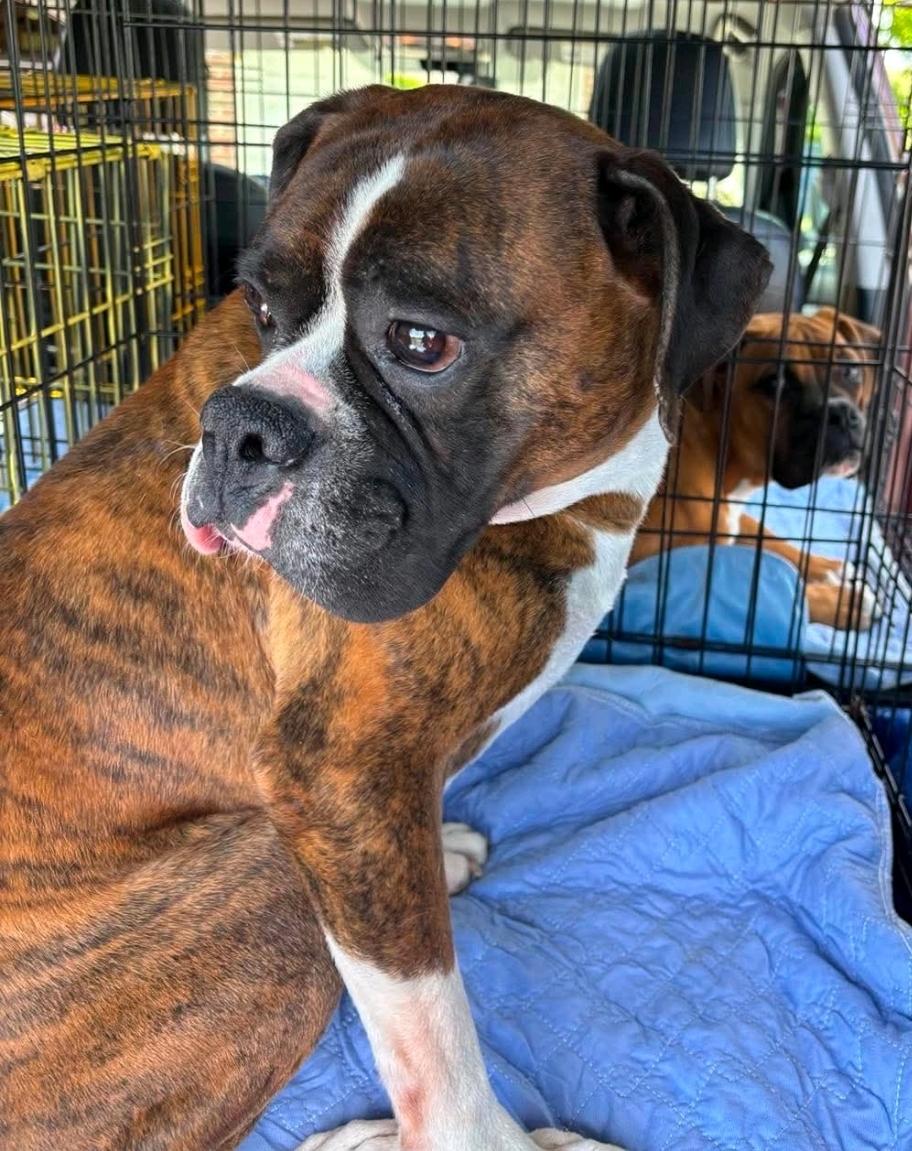 Bugsy-boxer, a ADOPTABLE Boxer in Hamburg, NY image 5/6