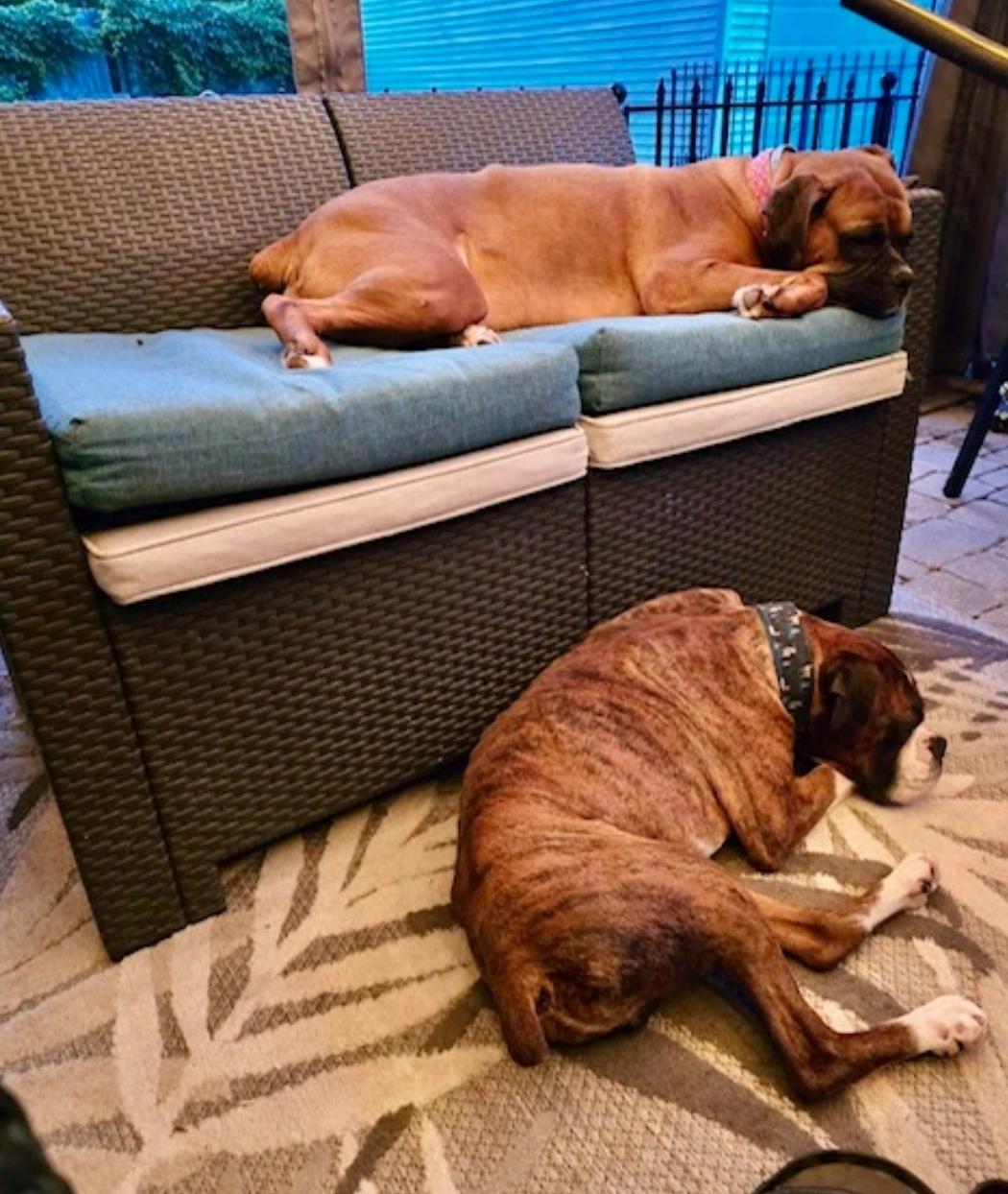 Enlarge Bugsy-boxer, an adopted Boxer in Hamburg, NY image 6/6