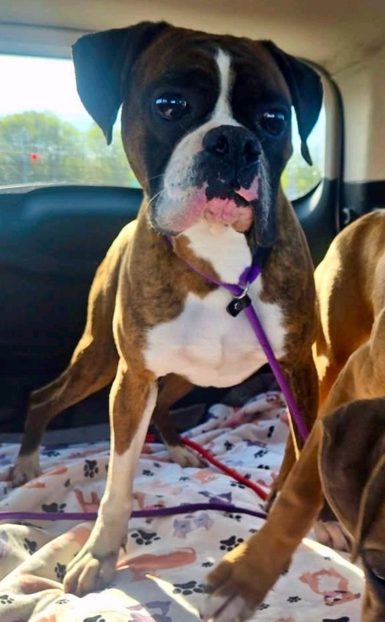 Bugsy-boxer, ADOPTABLE, Adult Male Boxer.