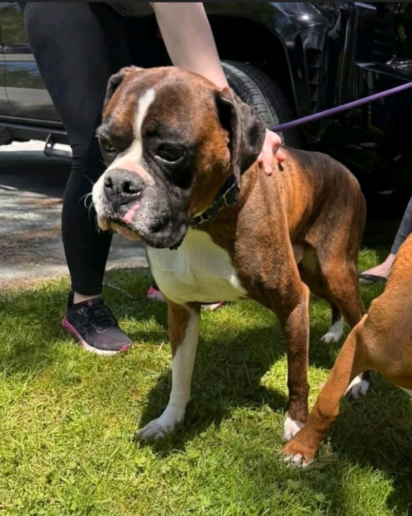 Bugsy-boxer, a ADOPTABLE Boxer in Hamburg, NY image 3/6