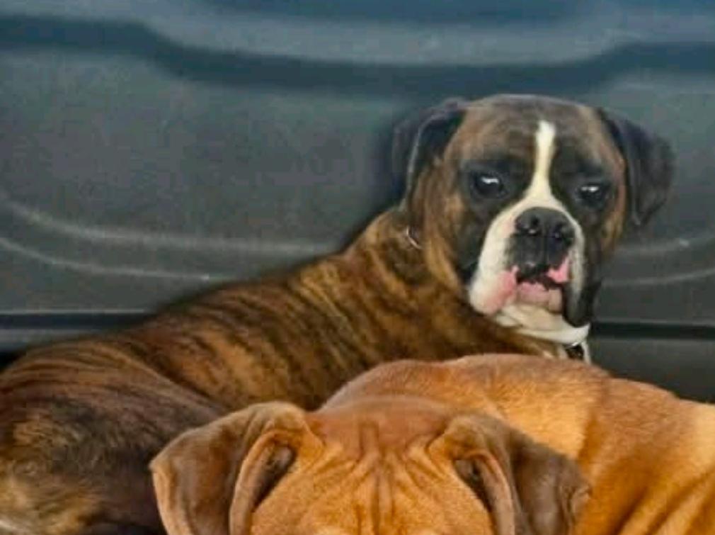 Bugsy-boxer, a ADOPTABLE Boxer in Hamburg, NY image 2/6