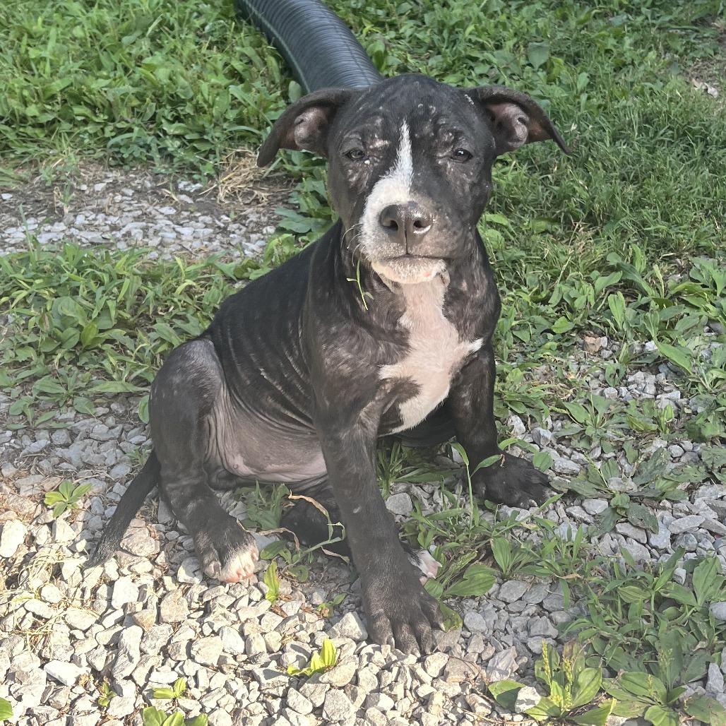 Ballerina, Adoptable, Young Female Pit Bull Terrier.