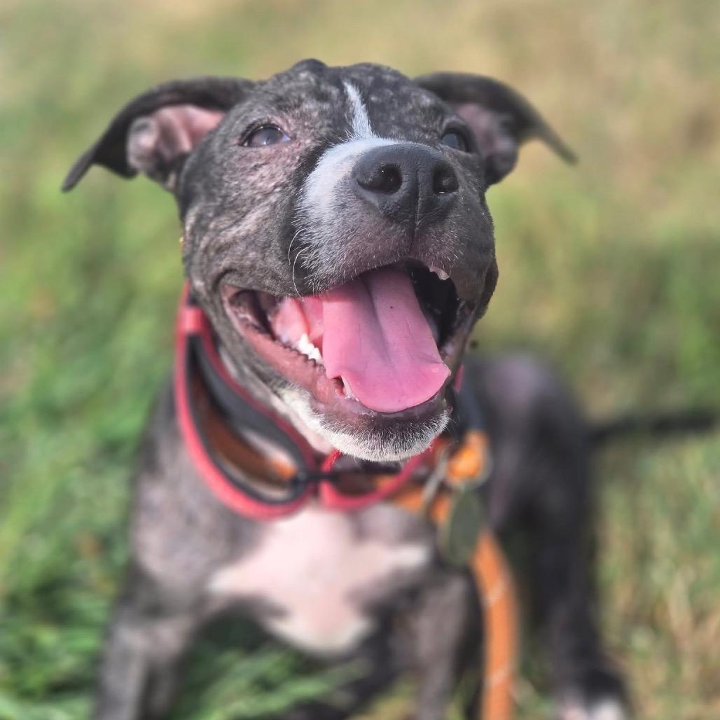 Enlarge Ballerina, a Adoptable Pit Bull Terrier in East Saint Louis, IL image 2/6