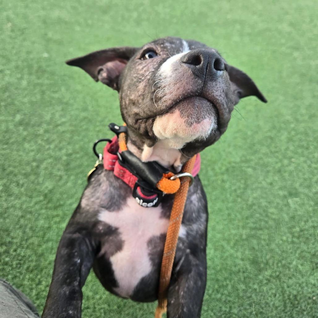 Enlarge Ballerina, a Adoptable Pit Bull Terrier in East Saint Louis, IL image 3/6
