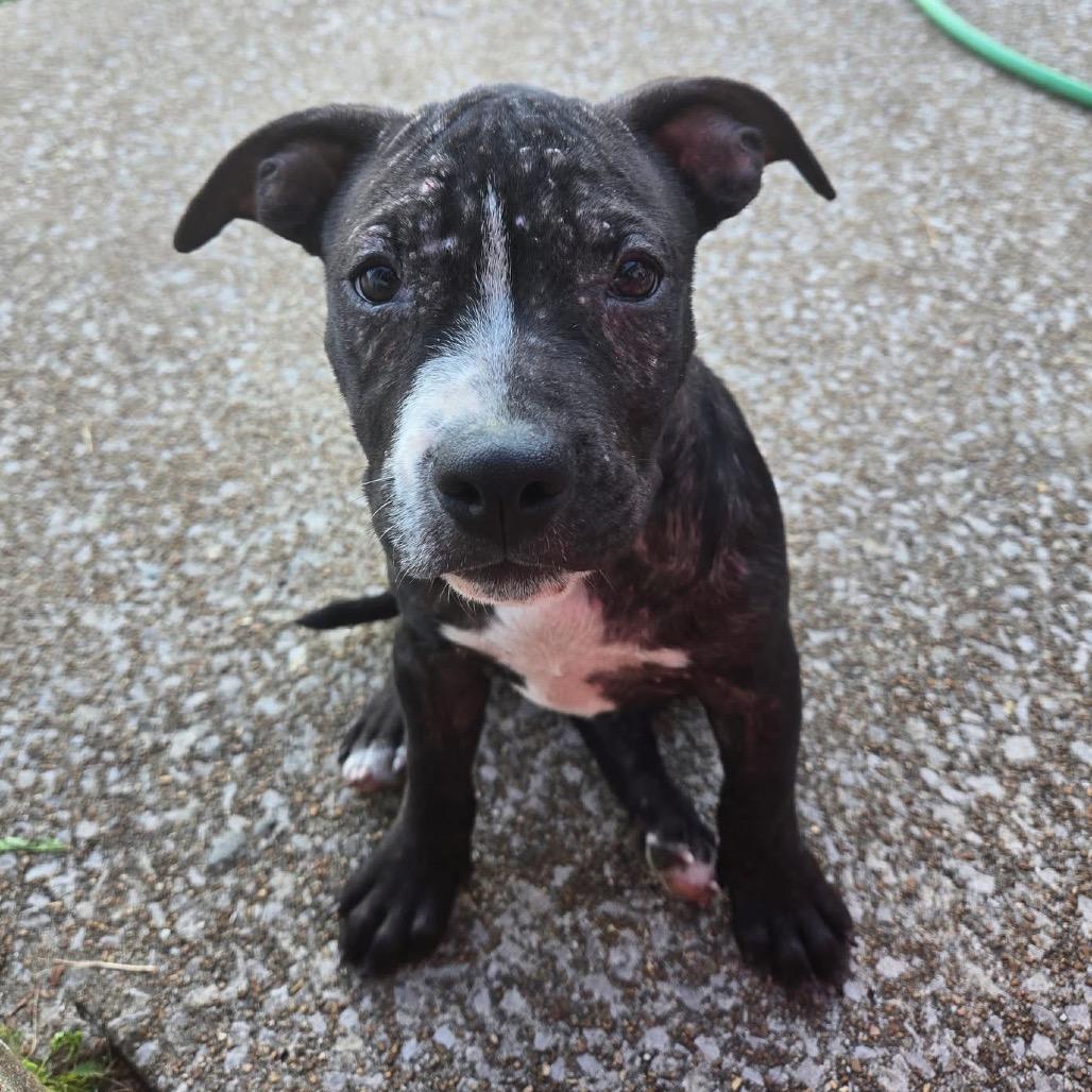 Enlarge Ballerina, a Adoptable Pit Bull Terrier in East Saint Louis, IL image 4/6
