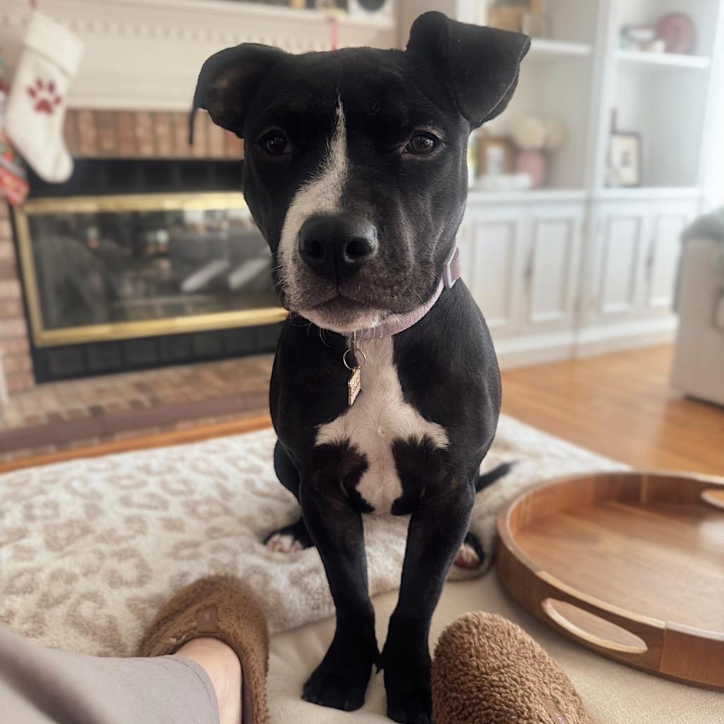 Enlarge Ballerina, a Adoptable Pit Bull Terrier in East Saint Louis, IL image 5/6
