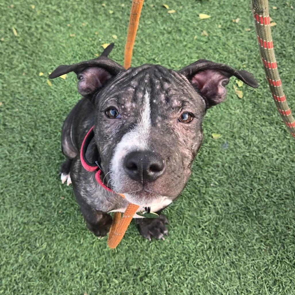 Enlarge Ballerina, a Adoptable Pit Bull Terrier in East Saint Louis, IL image 6/6