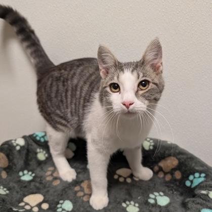 BW, Adopted, Kitten Male Domestic Short Hair.