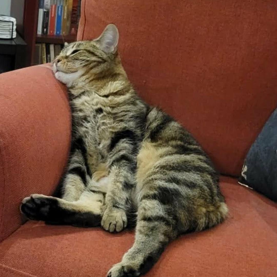 Enlarge Cleo (f) 10yrs old brown Tabby, a ADOPTABLE Domestic Short Hair in Ottawa, ON image 4/6