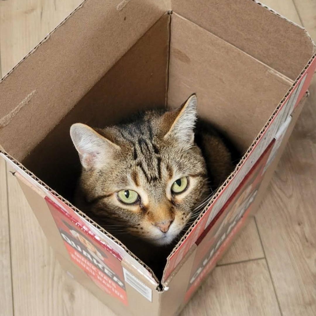 Enlarge Cleo (f) 10yrs old brown Tabby, a ADOPTABLE Domestic Short Hair in Ottawa, ON image 6/6