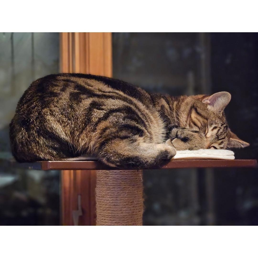 Enlarge Cleo (f) 10yrs old brown Tabby, a ADOPTABLE Domestic Short Hair in Ottawa, ON image 2/6