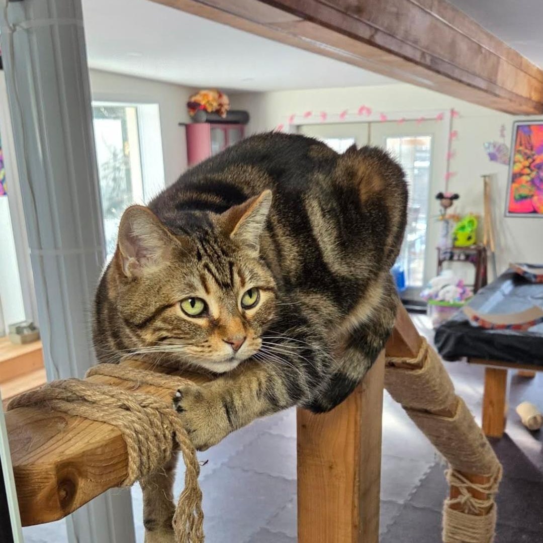 Enlarge Cleo (f) 10yrs old brown Tabby, a ADOPTABLE Domestic Short Hair in Ottawa, ON image 1/6