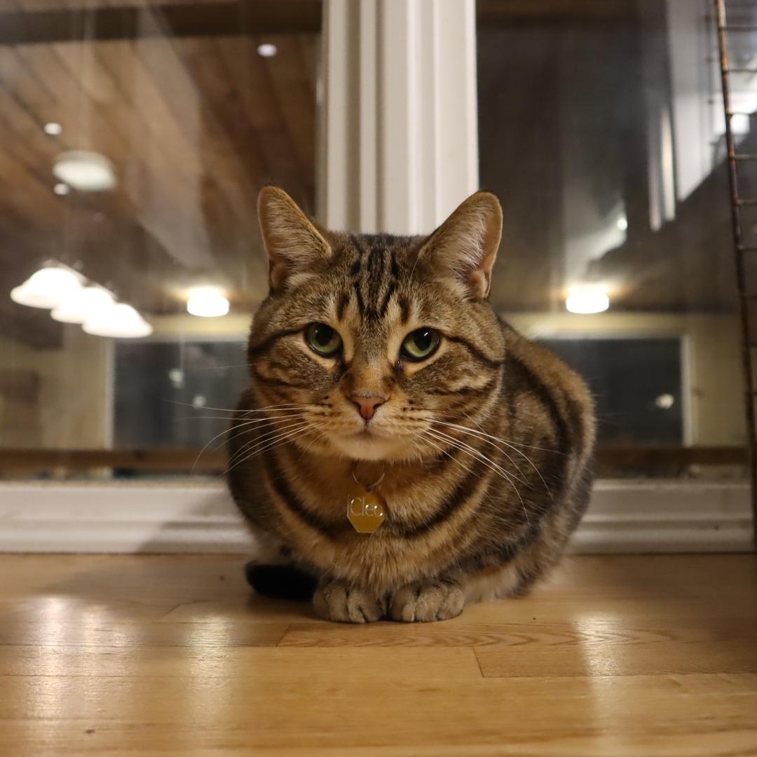 Enlarge Cleo (f) 10yrs old brown Tabby, a ADOPTABLE Domestic Short Hair in Ottawa, ON image 5/6