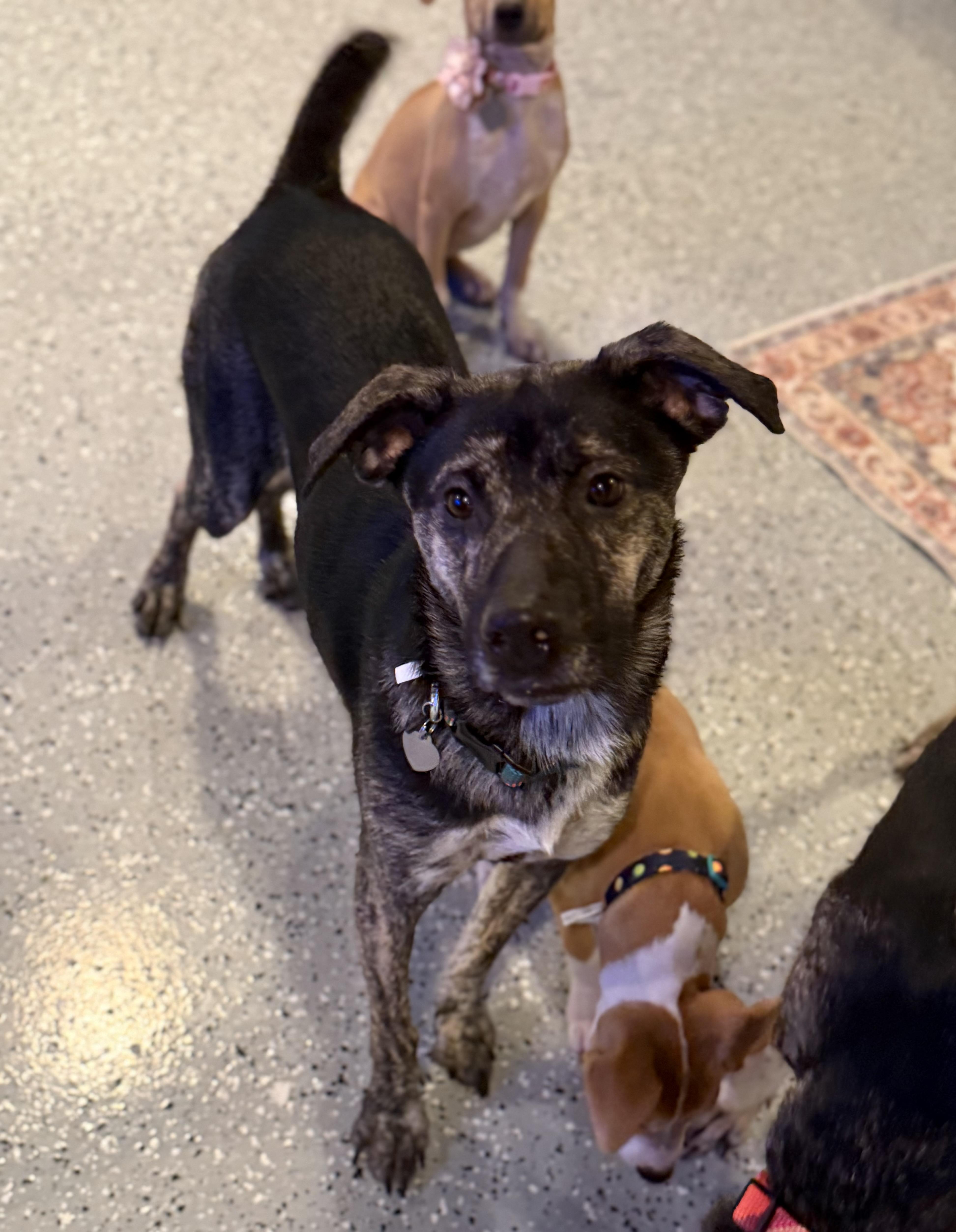 Enlarge Mickey, an adoptable mixed breed in Phoenix, AZ image 5/5