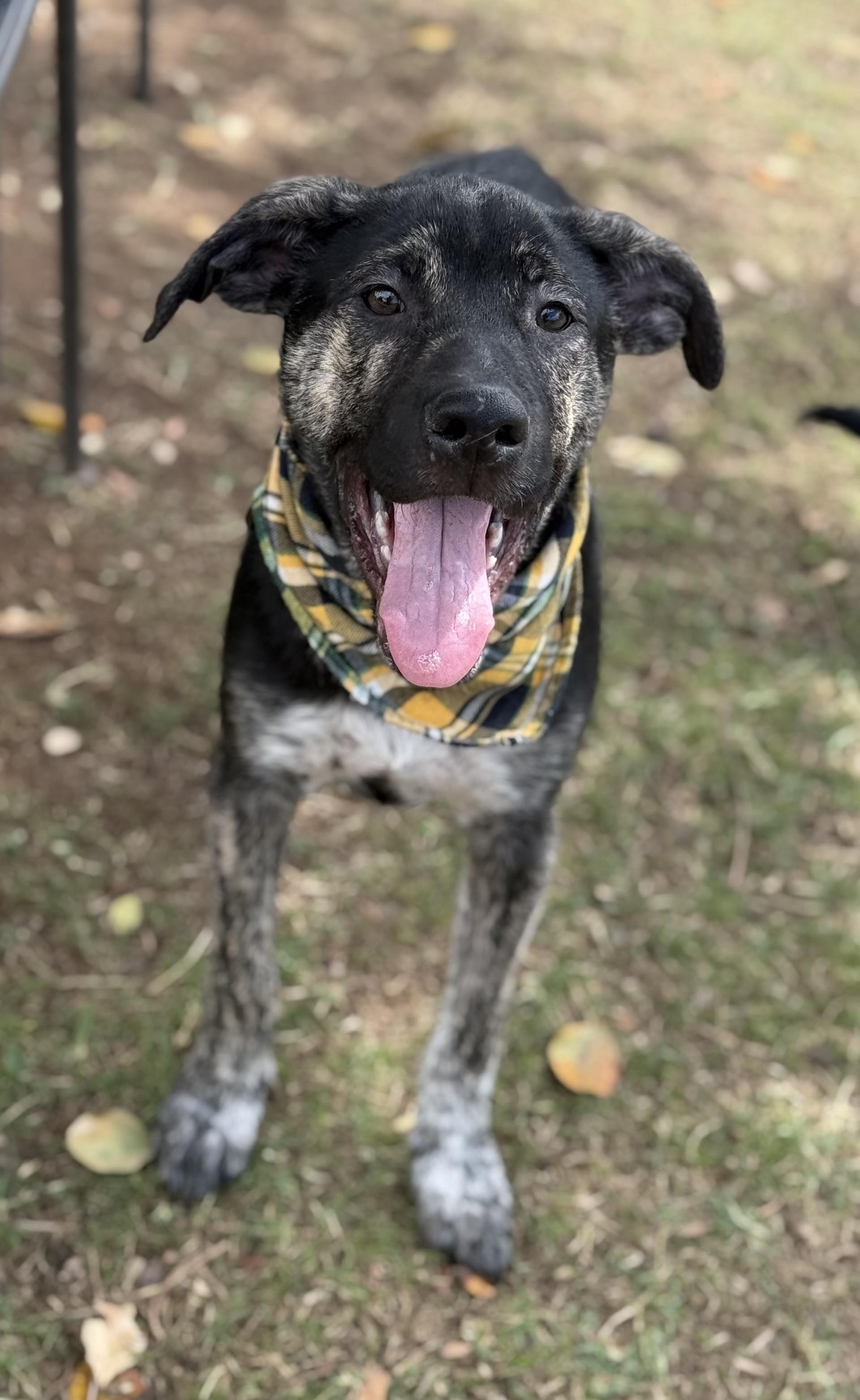 Enlarge Mickey, an adoptable mixed breed in Phoenix, AZ image 3/5