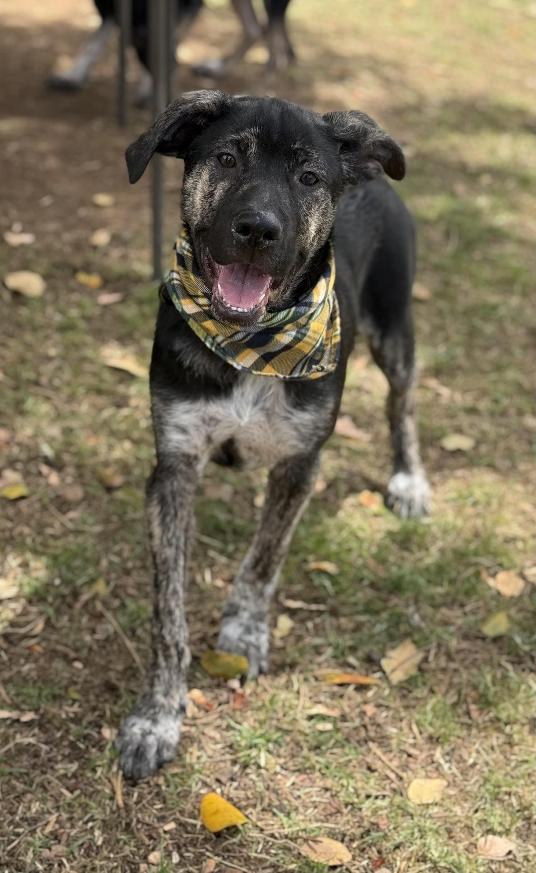Enlarge Mickey, an adoptable mixed breed in Phoenix, AZ image 4/5