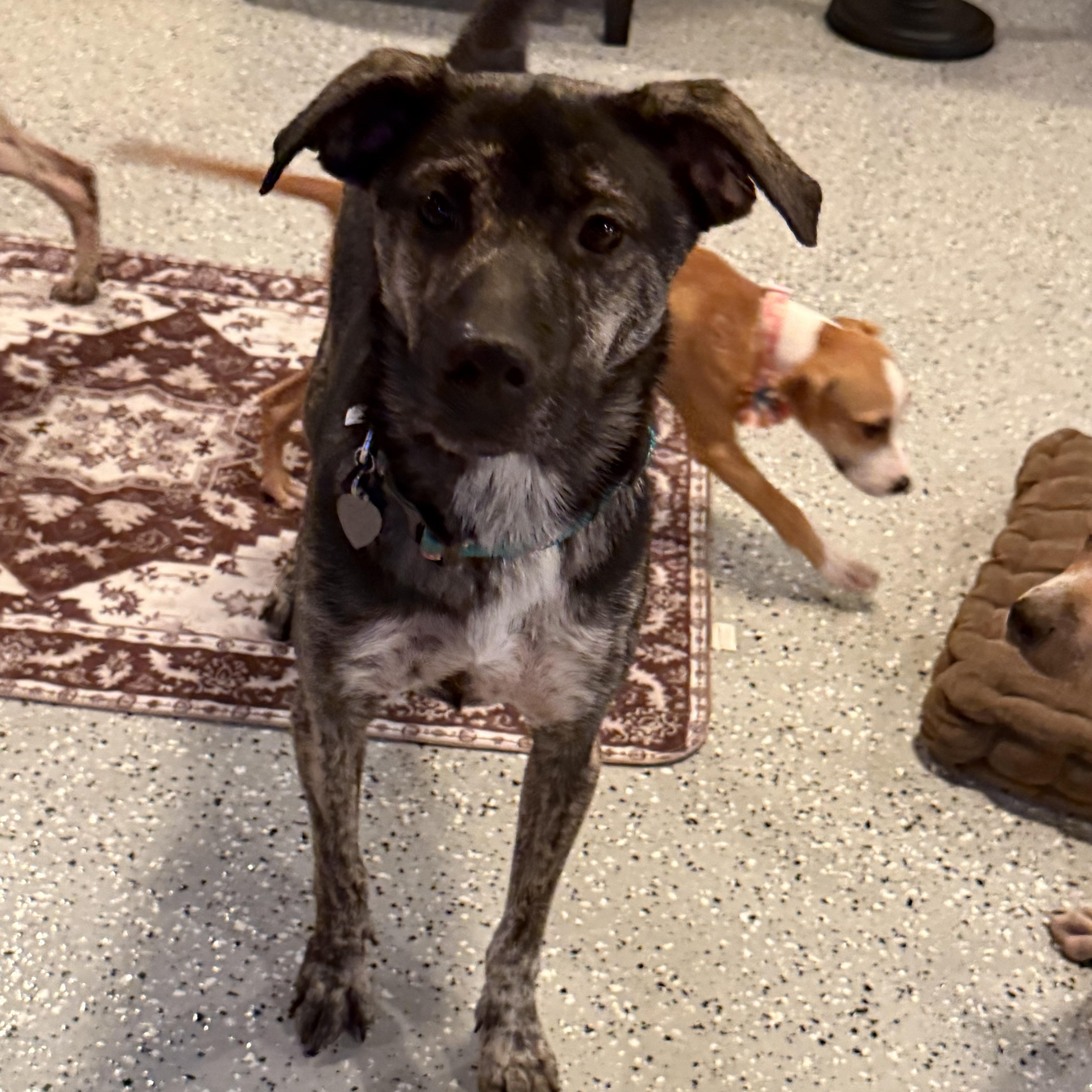 Enlarge Mickey, an adoptable mixed breed in Phoenix, AZ image 2/5