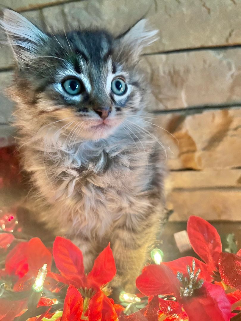 Enlarge Bruce, a Adopted Domestic Long Hair in Riverside, CA image 1/4