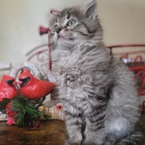 Enlarge Bruce, a Adopted Domestic Long Hair in Riverside, CA image 2/4