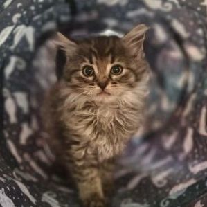 Enlarge Bruce, a Adopted Domestic Long Hair in Riverside, CA image 3/4