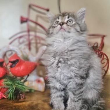 Enlarge Bruce, a Adopted Domestic Long Hair in Riverside, CA image 4/4