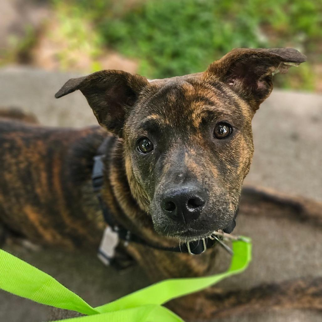 Minnie, Adoptable, Young Female Pit Bull Terrier & Mixed Breed.