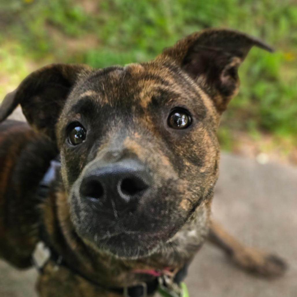 Enlarge Minnie, a Adoptable mixed breed in Tulsa, OK image 2/5