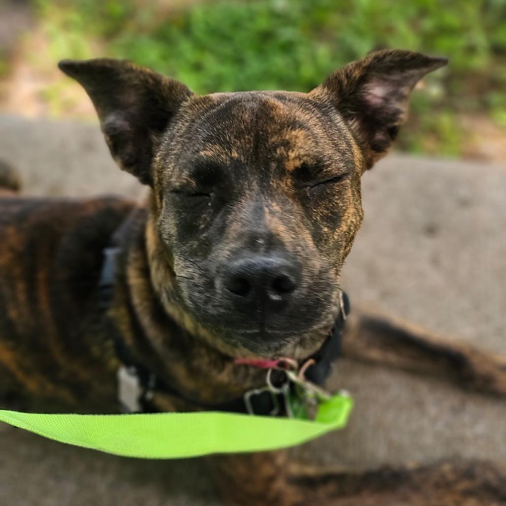 Enlarge Minnie, a Adoptable mixed breed in Tulsa, OK image 4/5