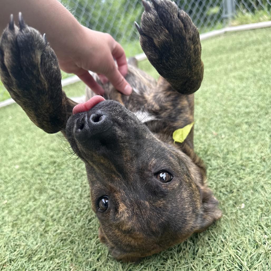 Enlarge Minnie, a Adoptable mixed breed in Tulsa, OK image 5/5