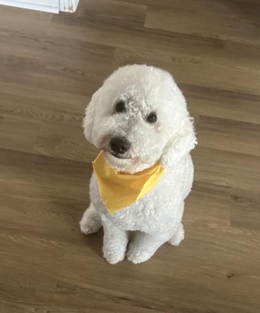 Teddy: Mini Golden Doodle, an adopted Goldendoodle in Franklin, TN image 1/3