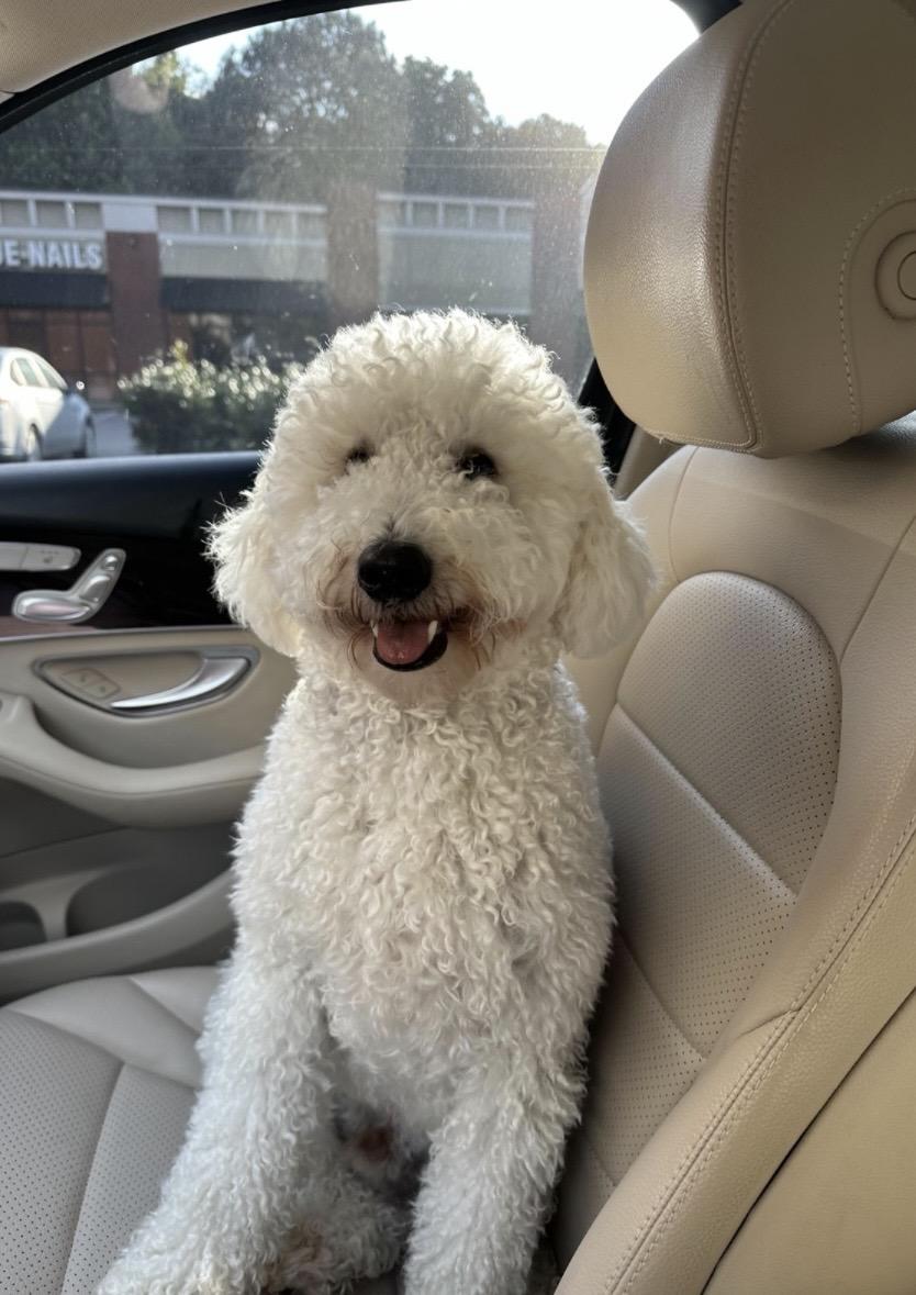 Teddy: Mini Golden Doodle, an adopted Goldendoodle in Franklin, TN image 2/3