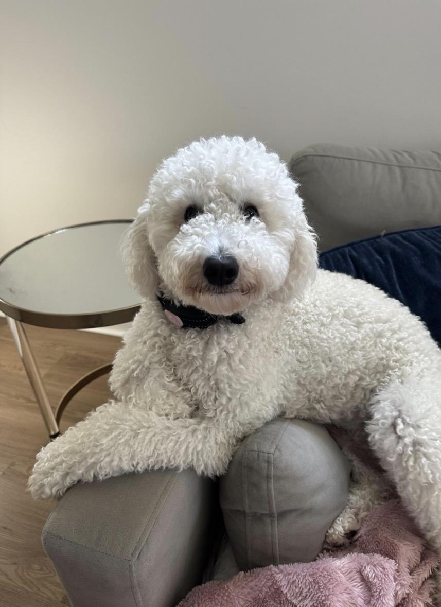 Teddy: Mini Golden Doodle, an adopted Goldendoodle in Franklin, TN image 3/3