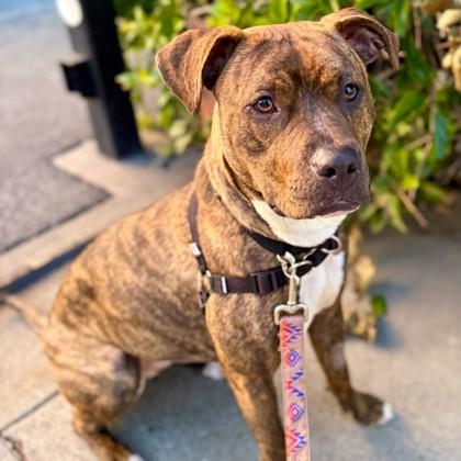 Enlarge Rockette, a Adoptable mixed breed in San Francisco, CA image 1/3