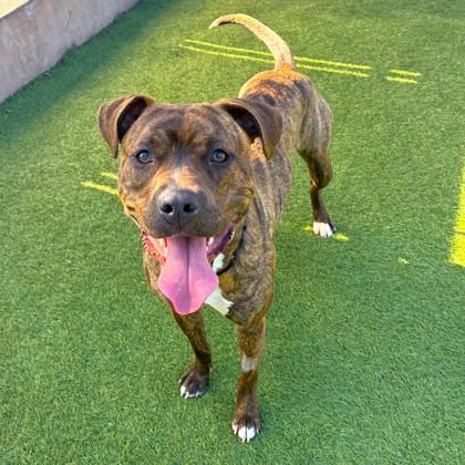 Enlarge Rockette, a Adoptable mixed breed in San Francisco, CA image 2/3