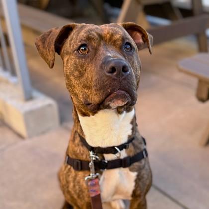 Enlarge Rockette, a Adoptable mixed breed in San Francisco, CA image 3/3