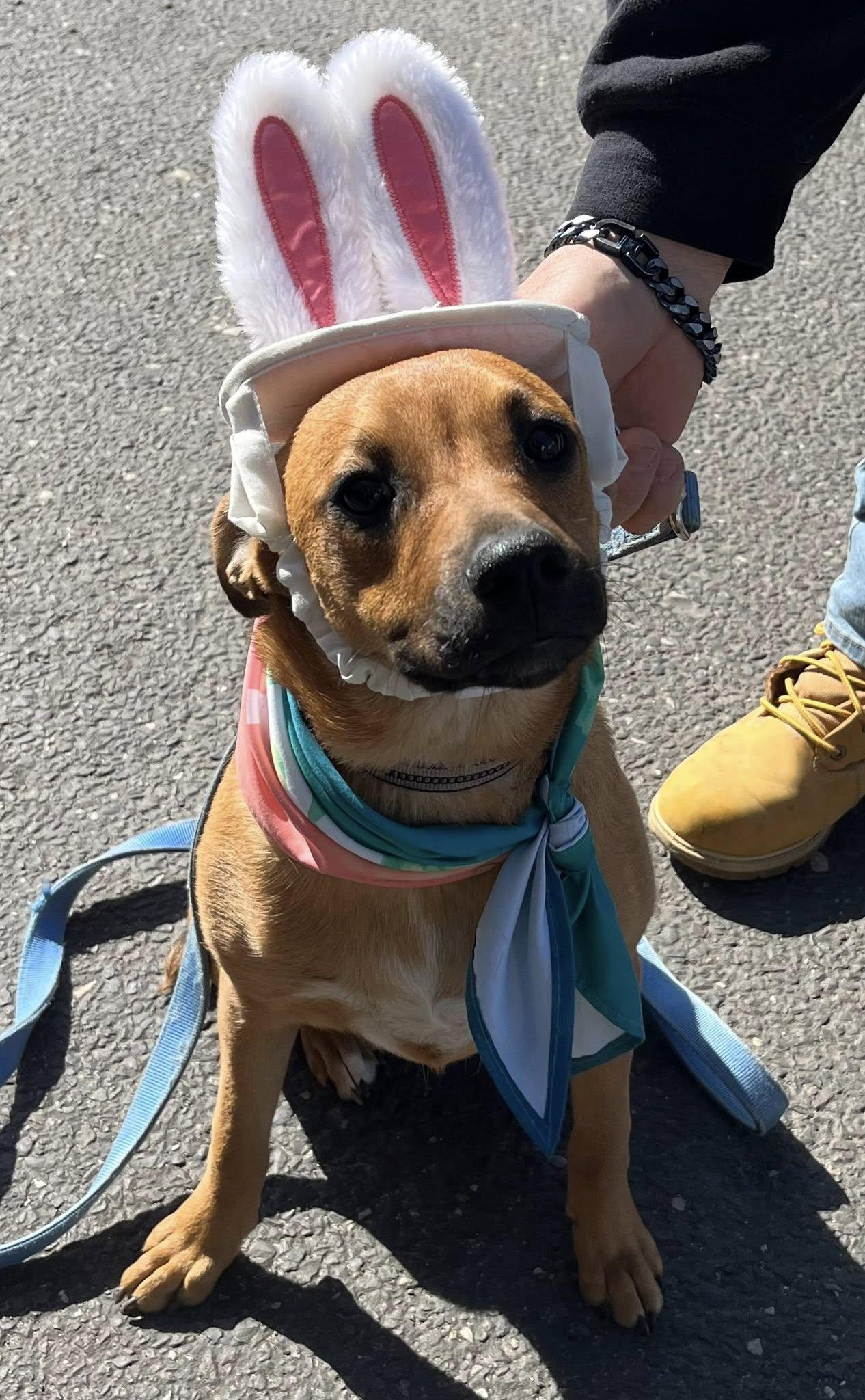 Enlarge Amy, a Adopted Mountain Cur in Blackwood, NJ image 1/3