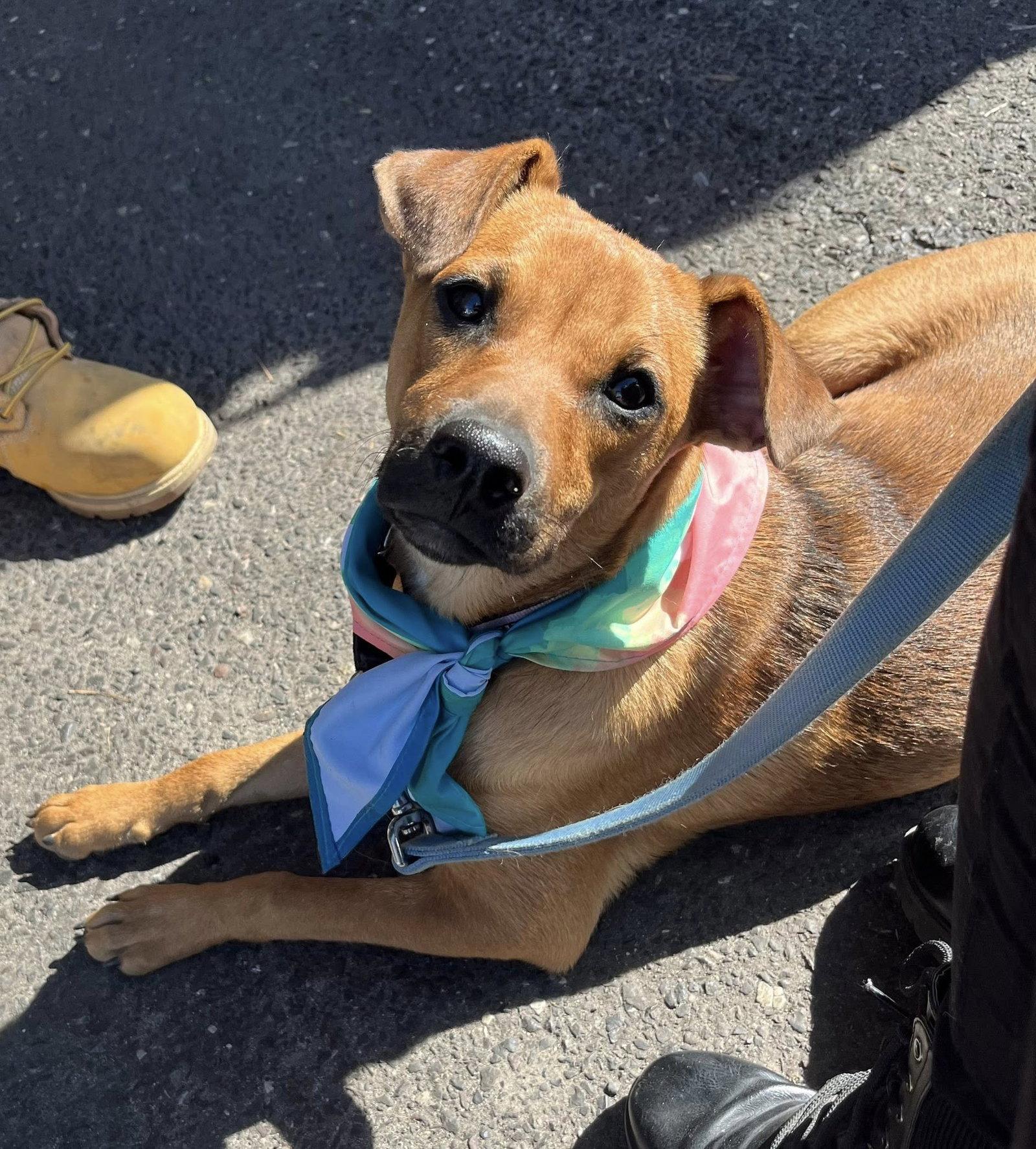 Enlarge Amy, a Adopted Mountain Cur in Blackwood, NJ image 3/3