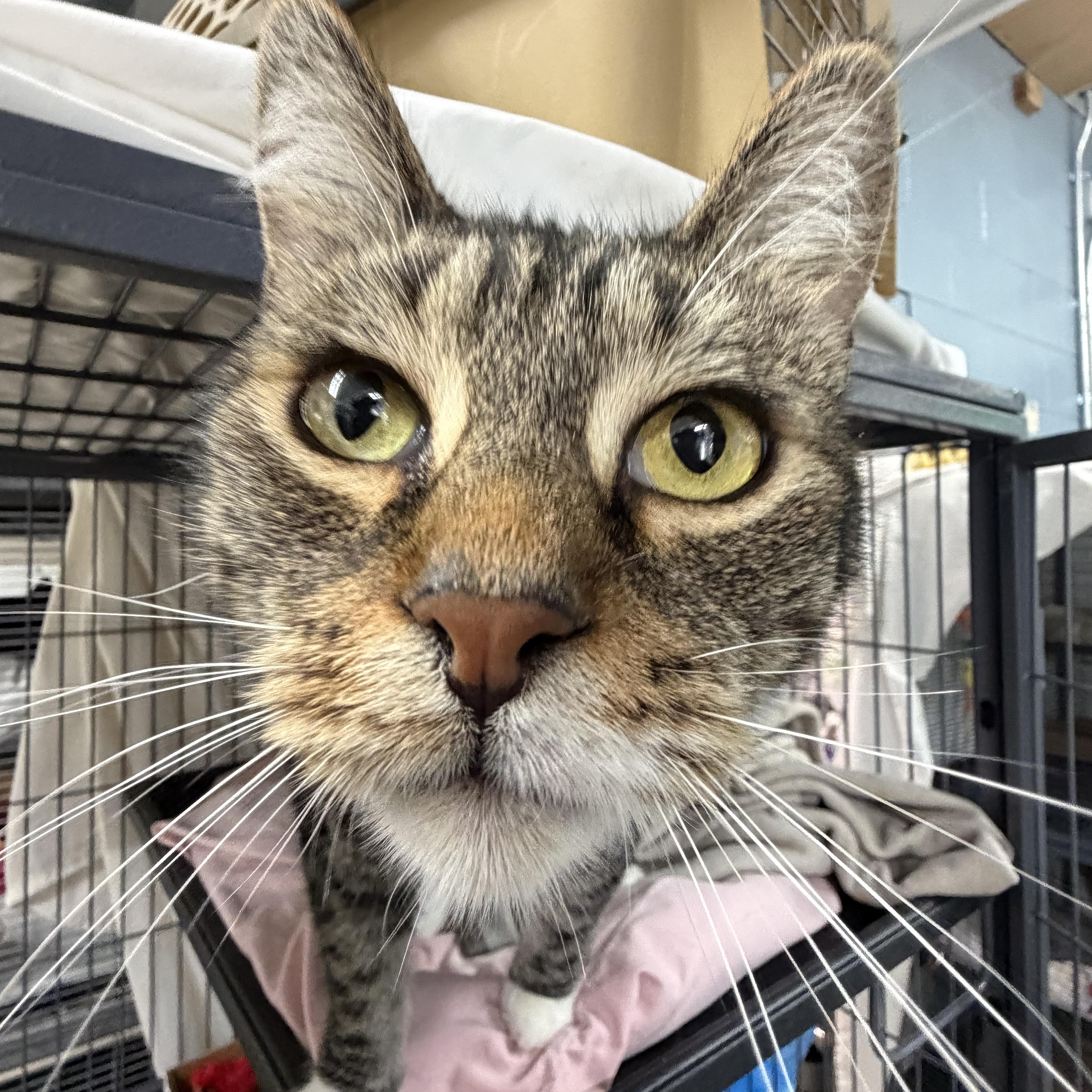 Enlarge Rocket, a Adoptable Domestic Short Hair in Albemarle, NC image 1/2