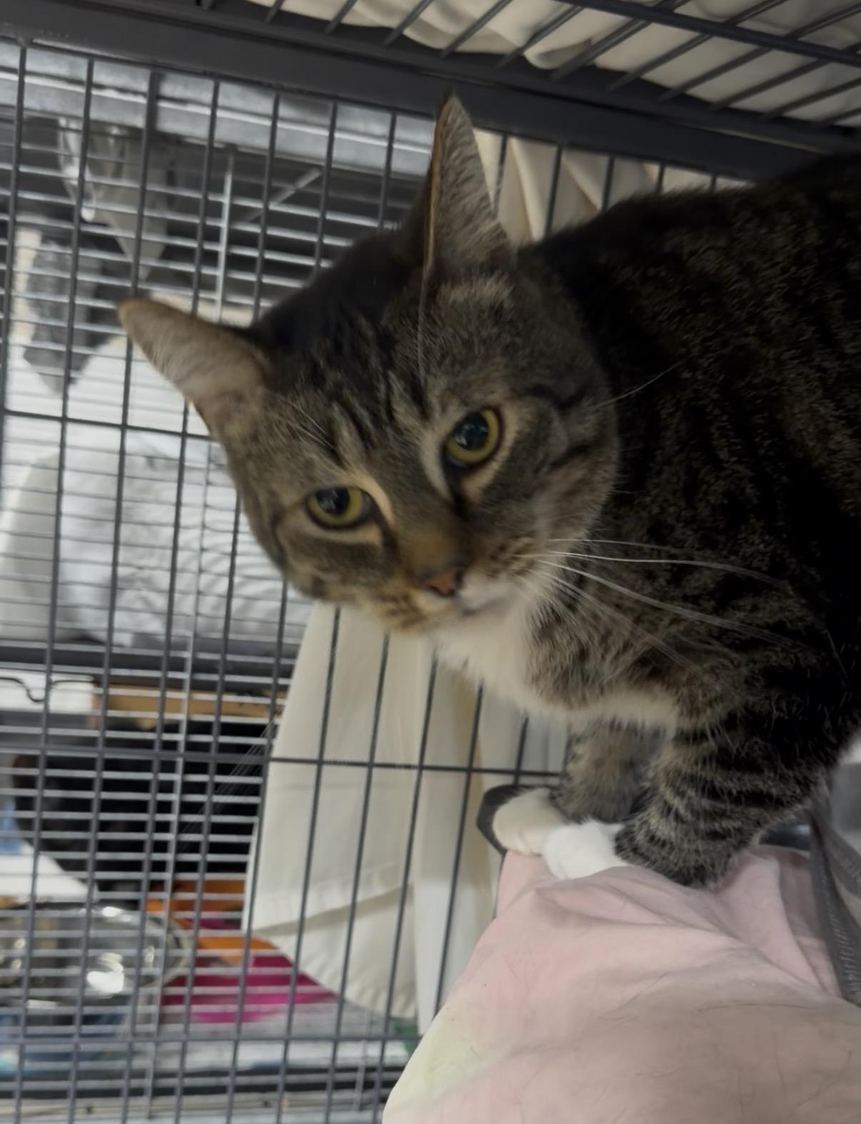 Enlarge Rocket, a Adoptable Domestic Short Hair in Albemarle, NC image 2/2
