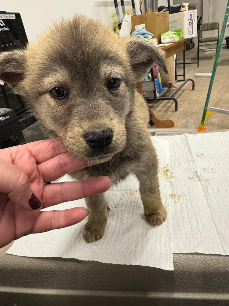 Brush Wolf, Adoptable, Puppy Female Husky & Mixed Breed.