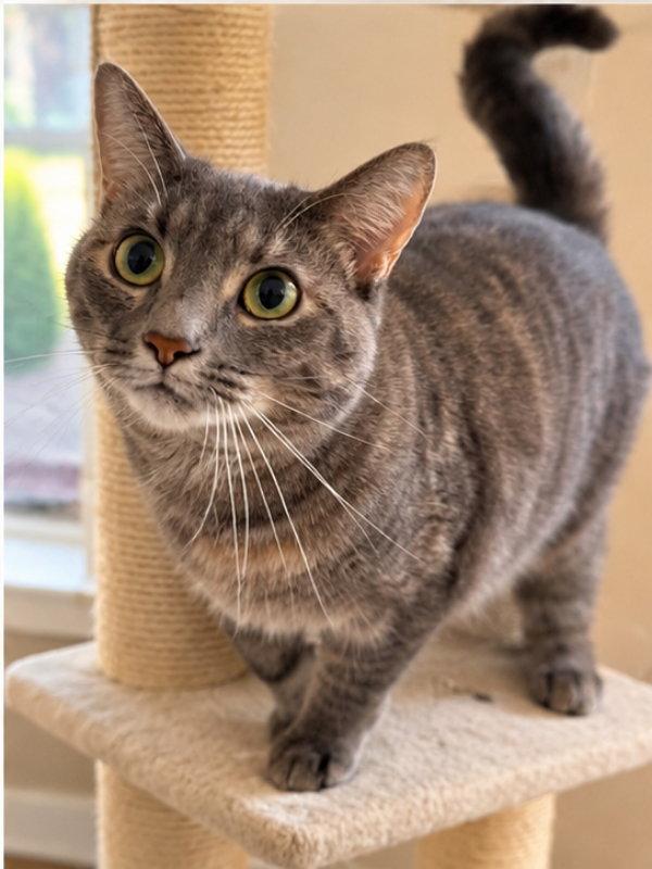 Fraya, Adoptable, Young Female Dilute Calico.